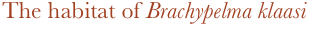The habitat of Brachypelma klaasi